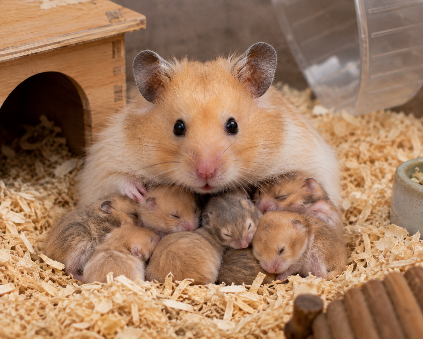 Mengapa Hamster Betina Kadang Memakan Anaknya Sendiri? Faktor Stres vs Protein